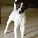 Dog Sport Educ, Petit chiot debout - cours avec educateur canin et comportementaliste canin (56), Auray, Carnac, Quiberon