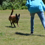 Educateur canin et comportementaliste canin à Auray, Crach, Carnac, La Trinité sur mer