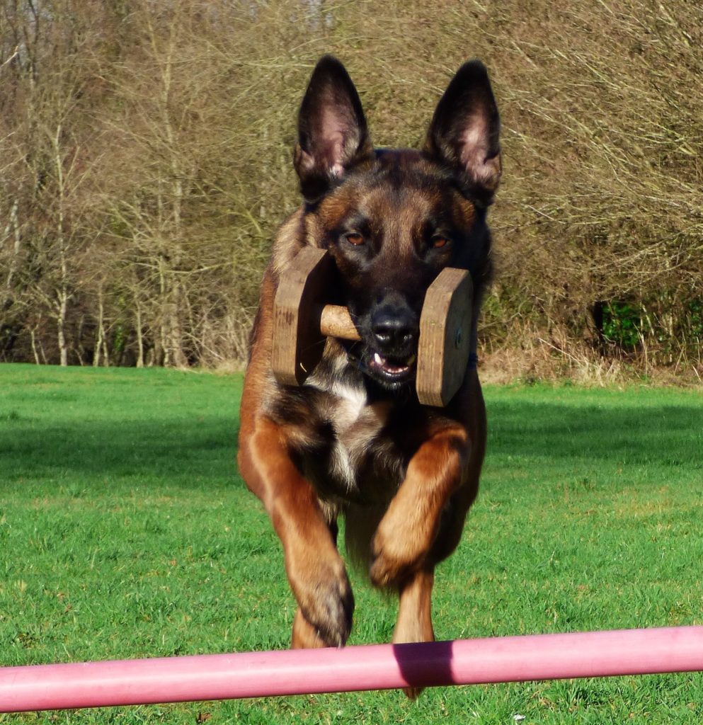 Gros chien pendant Education canine à Auray avec Isabelle Morphy