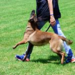 Cours dressage chien à Auray, Plouharnel, Quiberon, Camors, Pluvigner