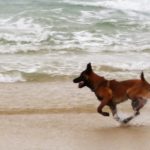 Dog Sport Educ, Dressage chien sur la plage Auray (Morbihan), Carnac, Crach, Quiberon