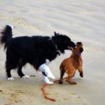 Education canine sur la plage à Auray (56), Carnac, Quiberon, La Trinité sur mer