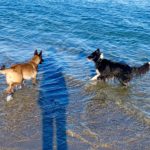 Chiens dans la mer à la plage Auray, Carnac, La Trinite sur mer, Quiberon, Plouharnel