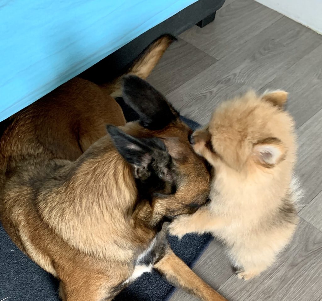 Chiens en cours d'Education canine à Auray (Morbihan), Le Bono, Brech et comportementaliste canin Auray Pluvigner Camors