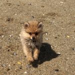 Dressage Chien à Auray (Morbihan), Pluneret avec Dog Sport Educ