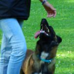 Dog Sport Educ, comportementaliste canin à Auray Pluneret Crac'h