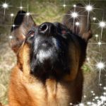 Chien en cours d'Education canine à Auray (Morbihan) avec Dog Sport Educ