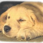 Jeune chiot endormi - dressage chien avec Dog Sport Educ (Morbihan)
