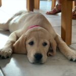 5bfb959e-c373-4055-8530-dba4d2161512