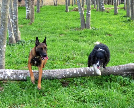 Education canine en forêt Morbihan Camors, Pluneret, Brec'h